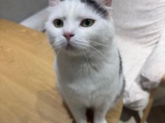 -藏猫猫咖啡主题馆(中央大道店)