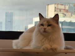 -有喵·猫咖·狗咖·40+猫狗有小奶狗(岗厦店)