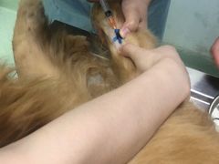 -汪喵宠物医院·骨科心脏影像·犬猫急重症ICU诊疗中心(成华分院)