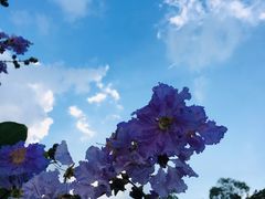 -广西壮族自治区药用植物园