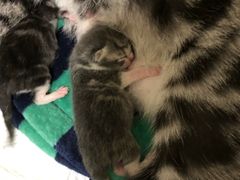 -乖乖乐动物医院(小汤山分院)