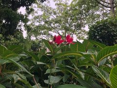 -黄埔荔枝公园