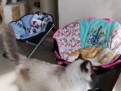 -藏猫猫咖啡主题馆(中央大道店)