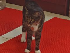 -臭鳜鱼人家·老字号徽菜