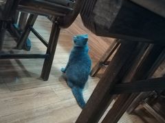 -Rabbit Cafe私房西餐甜点咖啡(栖霞路店)