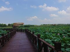 -荷塘月色湿地公园·向阳花洲