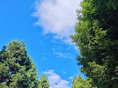 -武陵山森林公园