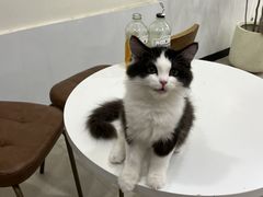 -共舞时光猫咖·狗咖(新街口店)