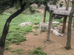 -西霞口神雕山野生动物世界