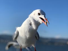 -海埂大坝