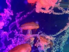 -海合安武汉极地海洋公园