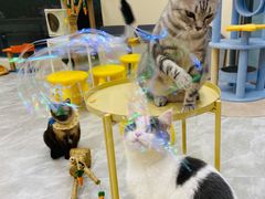 -猫力发电所·宠物专门店