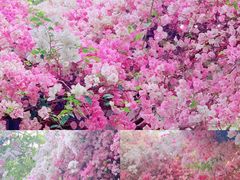 -深圳国际园林花卉博览园