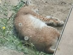 -青藏高原野生动物园
