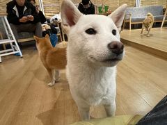 -南京Hallo宠物乐园·哈罗犬舍·柴犬繁育基地