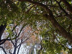 -九龙寨城公园