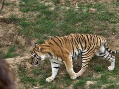 -青藏高原野生动物园