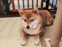 -逗柴咖啡屋·狗咖猫咖宠物桌游