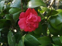 -西湖外事游船(花港观鱼码头)