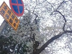 -武汉大学-樱园