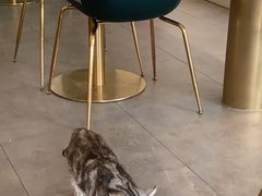-飞行喵MR PILOT|猫舍·猫咖(静安大融城店)