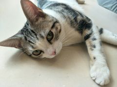 -飞行喵MR PILOT|猫舍·猫咖(静安大融城店)