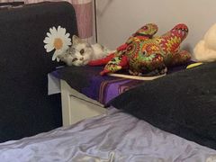 -佳雯宠物医院·皮肤科·内外科(春晓路分院)