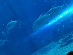 -华夏文旅海洋公园