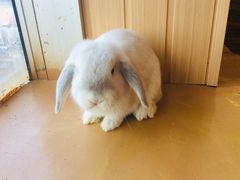 -猫猫幼稚园·撸猫·桌游·电玩