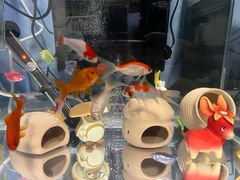 -青石桥花鸟鱼虫市场(叠翠城店)