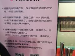 -猫咪博物馆(顶澳仔猫街店)