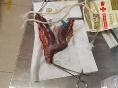 -瑞派福兴宠物医院犬猫全科·骨科·中西医结合(河东店)