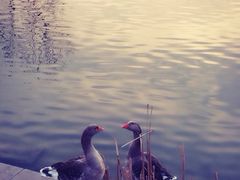 iphone_upload_pic-稻香湖景酒店