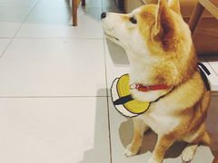 -柴务处·柴犬主题狗咖