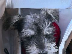 -瑞派福兴宠物医院犬猫全科·骨科·中西医结合(河东店)