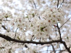 -高东镇樱花园