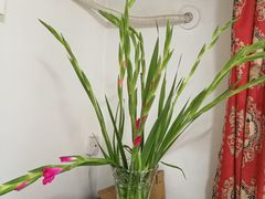 -素心斋素食餐厅