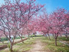 -天适樱花悠乐园
