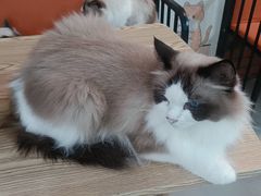 -豆逗聊愈猫阁Easy Life