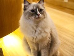 -滚猫咖啡·猫咖·猫友好撸猫(未来城店)