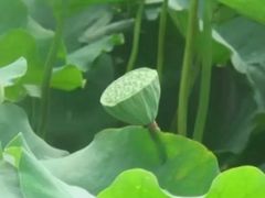 -荷花荡