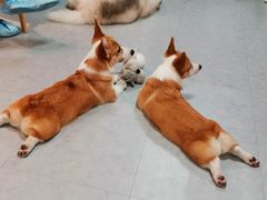 -汪说·狗咖(旺城大厦店)
