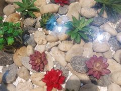 -西塘人家•黑金冠本地好店