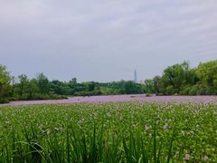 -白鹭湾湿地公园