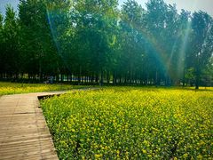 -长白岛森林公园