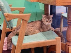 -猫色咖啡·猫咖