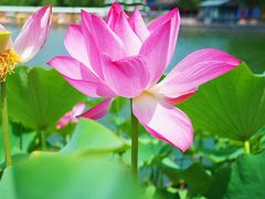 -莲花池公园