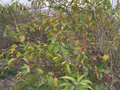 -天津东丽湖风景区