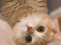 -COLOR PETS 撸猫馆·购猫·猫咖(长风大悦城店)