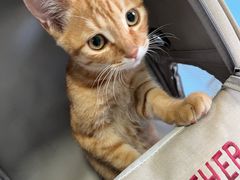 -瑞派福兴宠物医院犬猫全科·骨科·中西医结合(河东店)